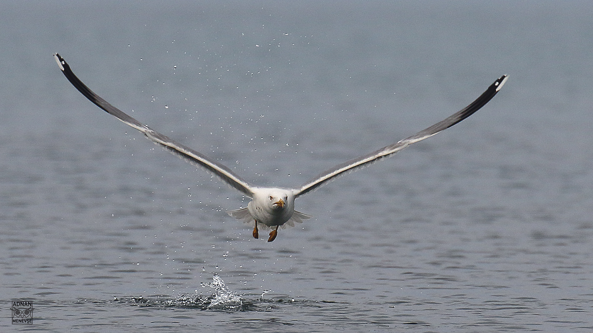 Yellow-legged Gull